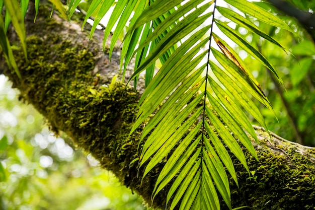 Musgo en el tronco del árbol en la selva tropical