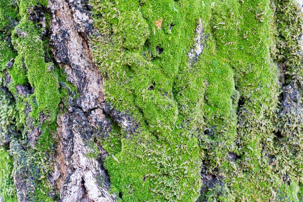 Musgo en el tronco del árbol