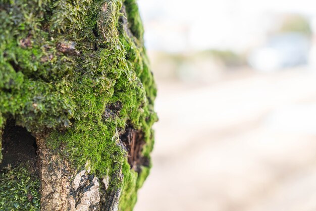 Musgo en el tronco del árbol