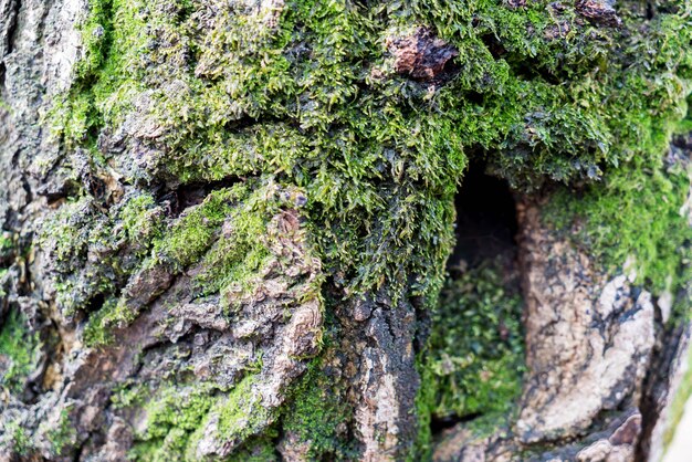 Musgo en el tronco del árbol