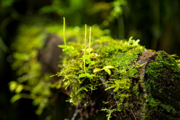 Musgo verde que crece en la rama de un árbol en costa rica