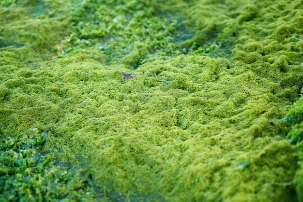 Foto gratuita musgo verde sobre el suelo