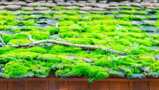 Musgo verde en el techo de madera.