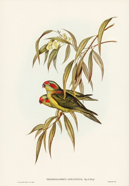 Musky Lorikeet (Trichoglossus concinnus) ilustrado por Elizabeth Gould