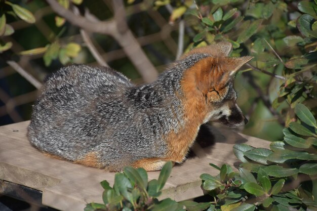 Muy dulce zorro acurrucado de Channel Island en un área natural.