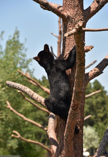 Muy lindo cachorro de oso negro juvenil trepando por un árbol en el verano