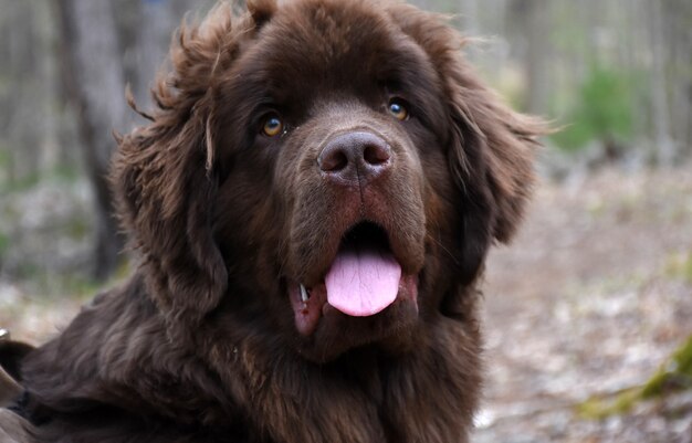 Muy lindo perro Terranova en una caminata por el bosque