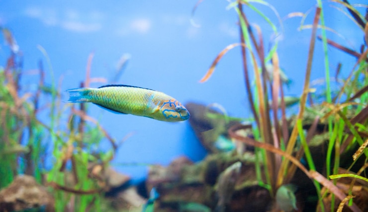 Foto gratuito napoleón adornado thalassoma pavo pequeño pez amarillo