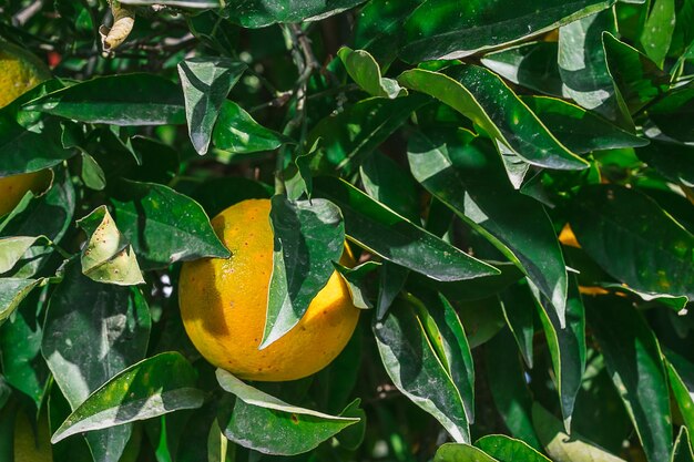 Naranja entre las hojas en una rama de árbol cosechando cítricos enfoque selectivo en la idea naranja para un fondo o telón de fondo para publicidad