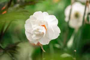 Foto gratuita el narciso blanco esponjoso crece y florece de cerca