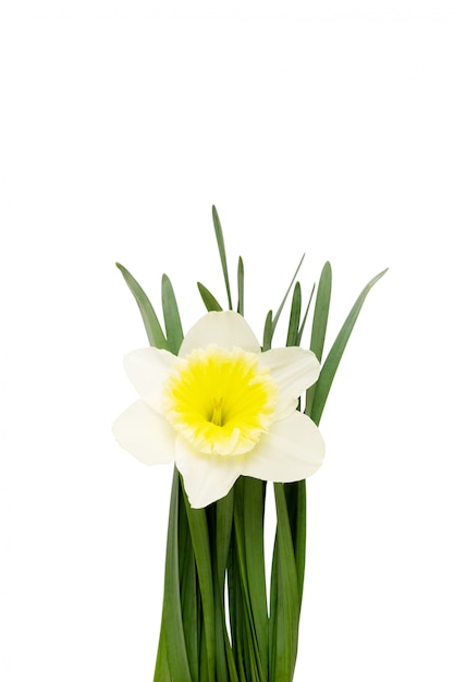 Narciso flor aislado sobre un fondo blanco.