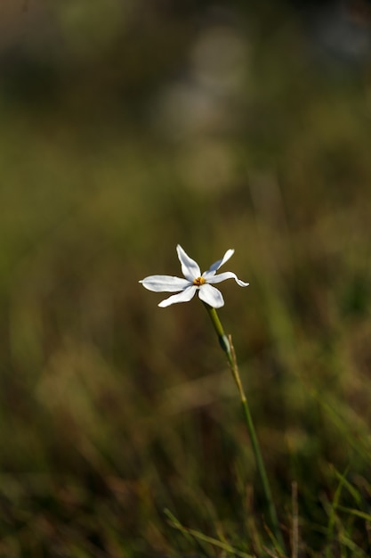 Un narciso floreciente Narcissus obsoletus