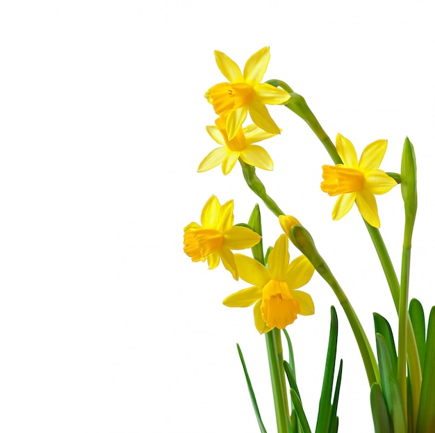 Narciso de flores de primavera aislado en blanco