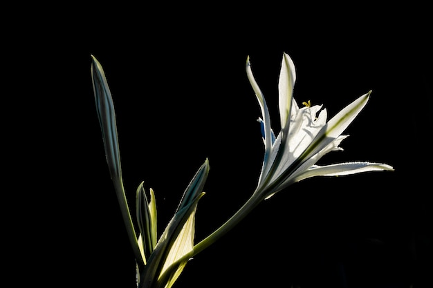 Narciso de mar, Pancratium maritimum.