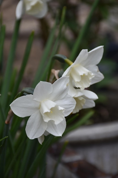 Narcisos blancos de papel que florecen en la primavera