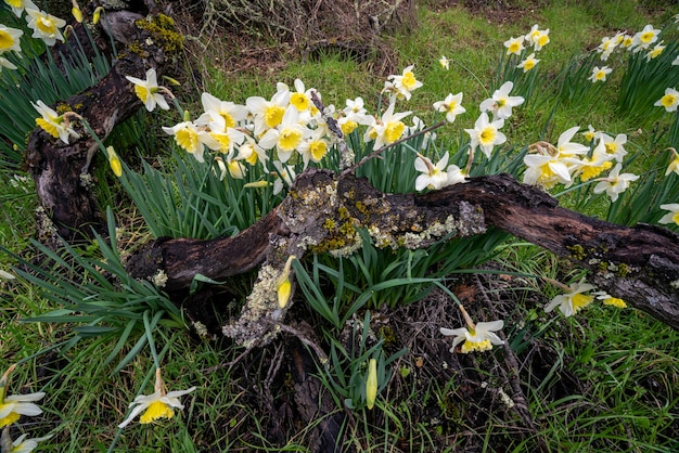 Foto gratuita narcisos de mamá