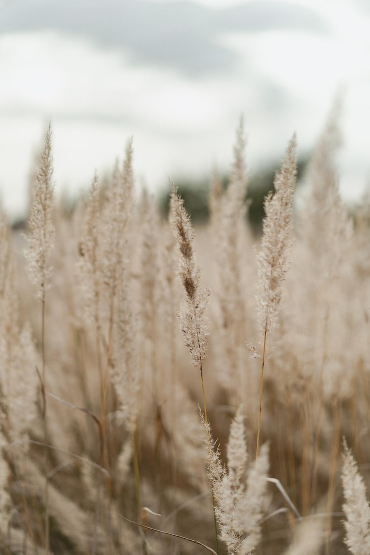 Photo Gratis natural background, field of spikelets.