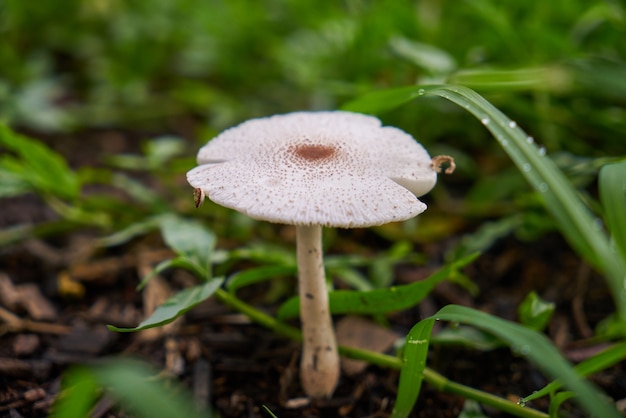 la naturaleza al aire libre del verano primer macro