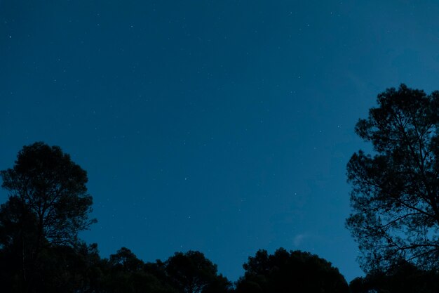 Naturaleza de ángulo bajo en la noche