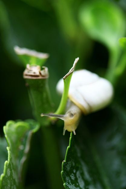 la naturaleza y los animales