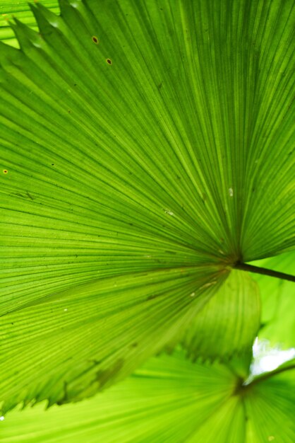 la naturaleza árbol de hoja de la belleza de la selva