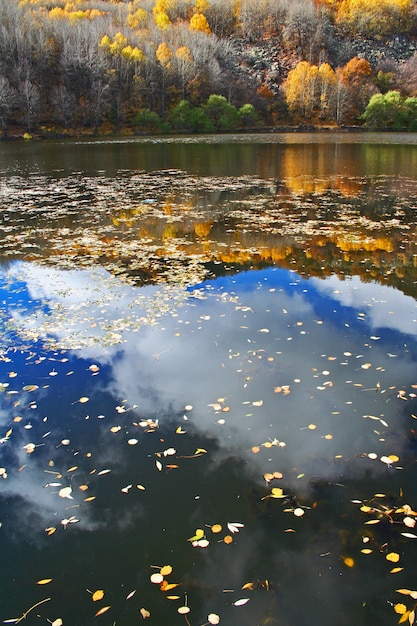 la naturaleza del bosque del otoño árbol al aire libre