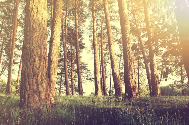 Naturaleza en el bosque en verano.