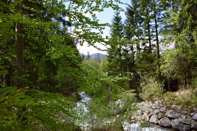 Naturaleza en el bosque