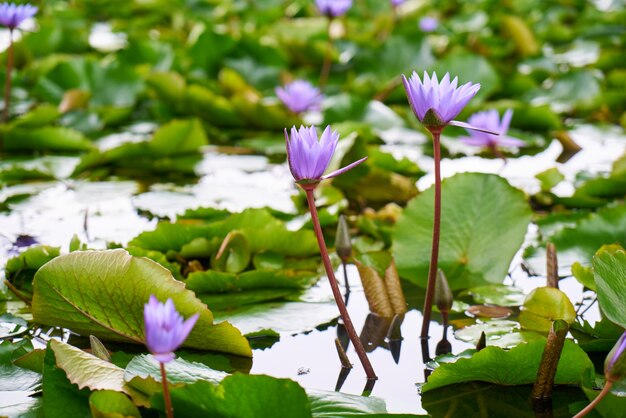 naturaleza de la flor púrpura planta asombrosa