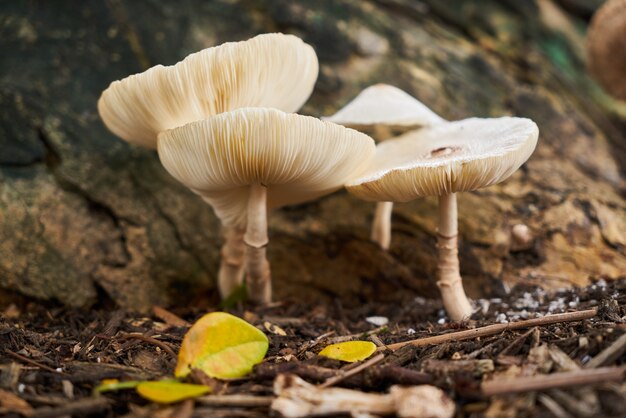 naturaleza hongo blanco fresco del verano