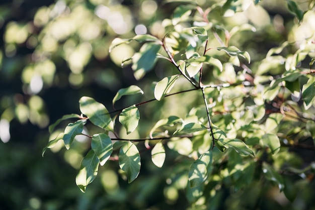 Foto gratuita naturaleza luz del sol luz del sol verde