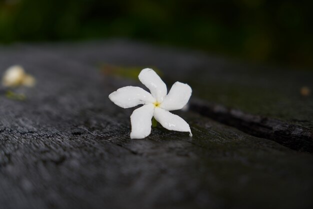 naturaleza malasia sola flor de la orquídea