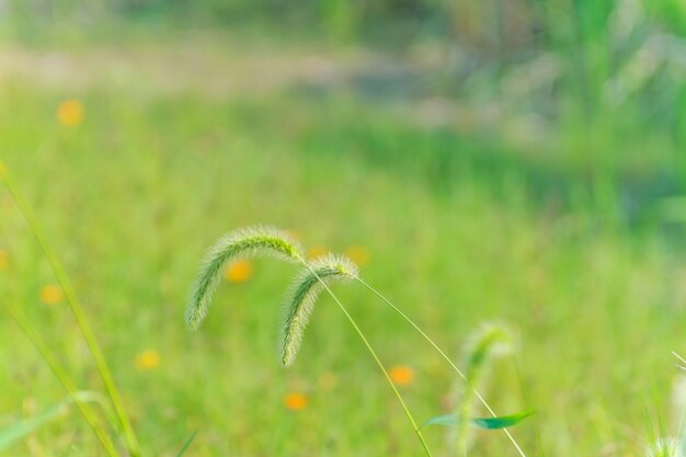 Naturaleza, mojado, brillante, verano, campo