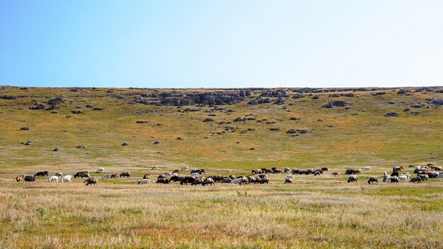 Naturaleza de Moldavia, llanura con escasa vegetación, múltiples rocas y cabras pastando