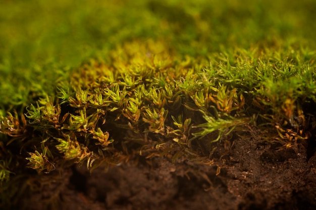 Foto gratuita naturaleza muerta del musgo detalles en primer plano