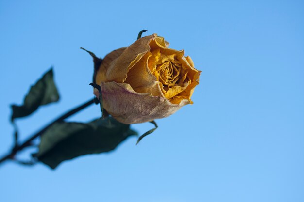 la naturaleza muerta y objeto