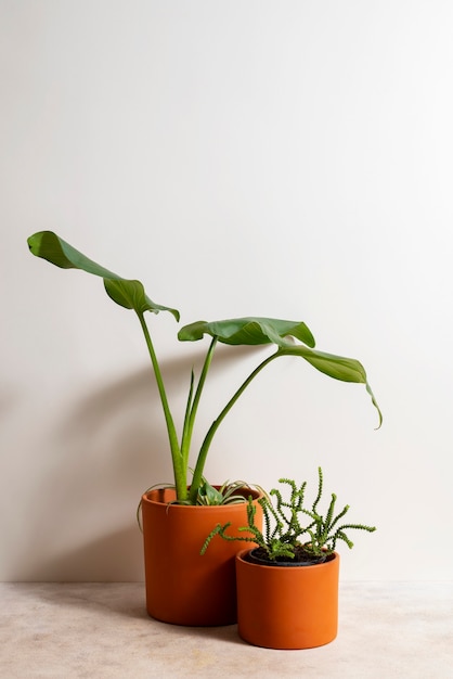 Naturaleza muerta con plantas de interior