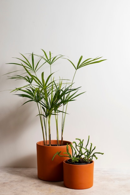 Foto gratuita naturaleza muerta con plantas de interior