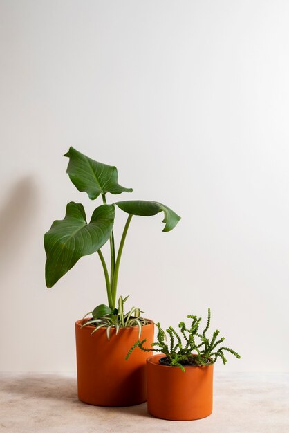 Naturaleza muerta con plantas de interior