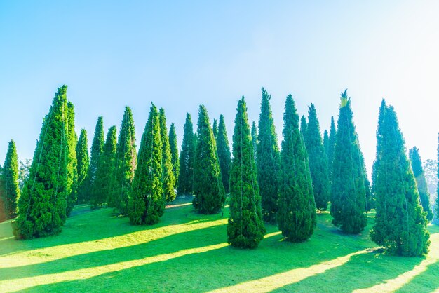 la naturaleza de pino bosques hierba desierto