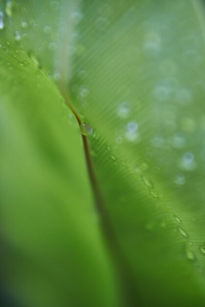 la naturaleza de la planta de hoja verde fondos