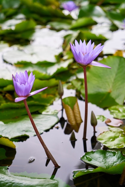 naturaleza vegetal de color púrpura maravilloso día