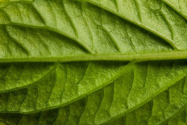 Nervios de la hoja verde de primer plano