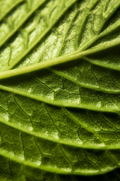 Foto gratuita nervios de la hoja verde de primer plano