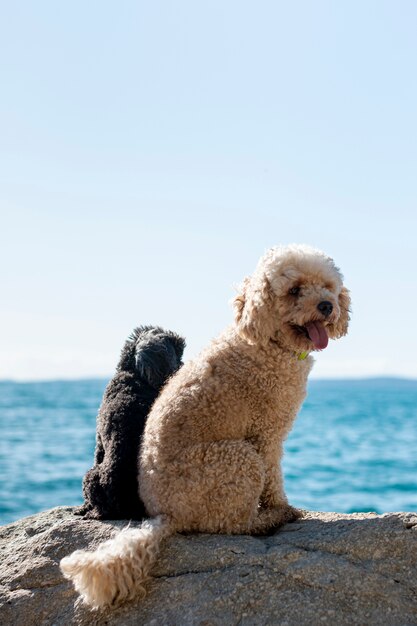 Ángulo alto dos perros en la playa