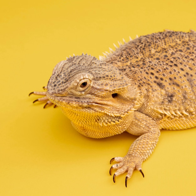 Ángulo alto de mascota iguana