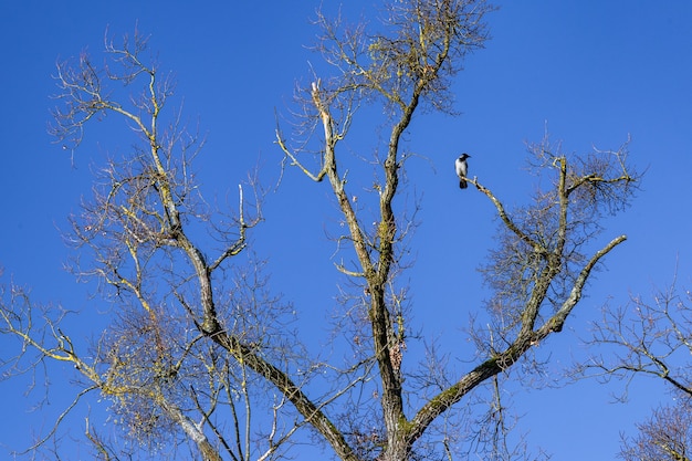 Ángulo bajo de un pájaro cuervo descansando sobre la rama de un árbol en el parque Maksimir en Zagreb, Croacia.