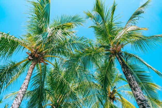 Ángulo bajo tiro de hermosa palmera de coco en el cielo azul