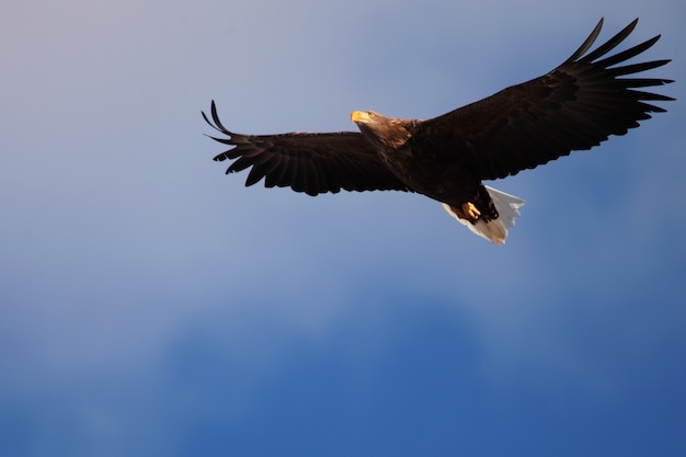 Ángulo de visión baja de un águila de cola blanca volando bajo la luz del sol y un cielo azul en Hokkaido en Japón