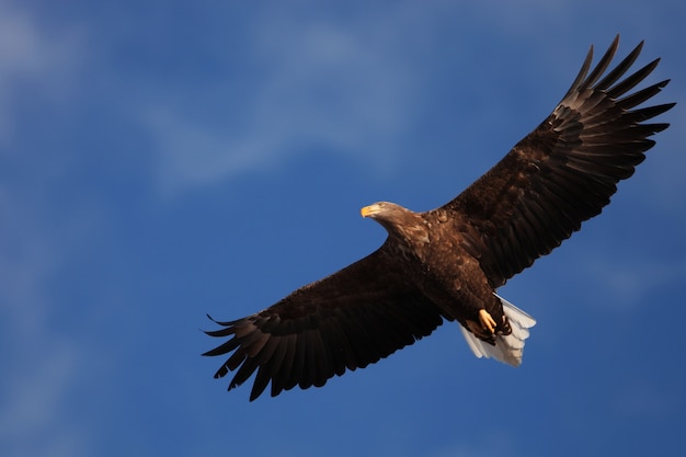 Ángulo de visión baja de un águila de cola blanca volando bajo la luz del sol y un cielo azul en Hokkaido en Japón